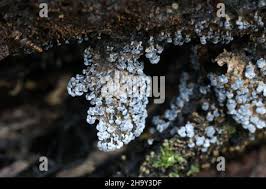 Attēlu rezultāti vaicājumam “Badhamia panicea”