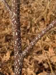Attēlu rezultāti vaicājumam “Frangula alnus bud”