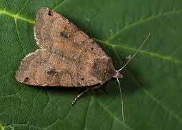 Attēlu rezultāti vaicājumam “Xestia baja”