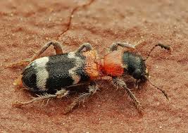 Attēlu rezultāti vaicājumam “Thanasimus formicarius”