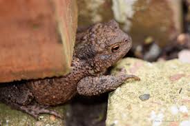 Attēlu rezultāti vaicājumam “Bufo bufo juvenile”