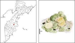 Attēlu rezultāti vaicājumam “Cliostomum corrugatum”