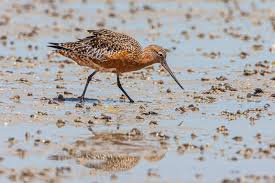 Attēlu rezultāti vaicājumam “Limosa lapponica”