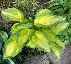 Image result for Hosta Warpaint