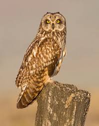 Attēlu rezultāti vaicājumam “Asio flammeus adult”