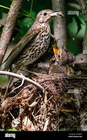 Attēlu rezultāti vaicājumam “Turdus philomelos nest”