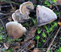 Attēlu rezultāti vaicājumam “Phellodon tomentosus”