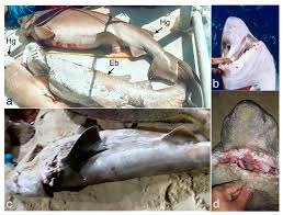 Image result for Hexanchus griseus