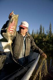 Image result for Oncorhynchus keta