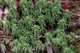 Attēlu rezultāti vaicājumam “Sphagnum girgensohnii”