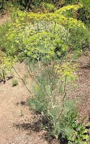 Attēlu rezultāti vaicājumam “Anethum graveolens flower”
