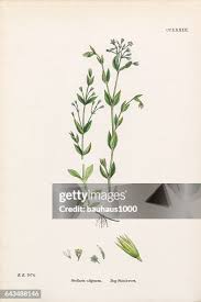 Attēlu rezultāti vaicājumam “Stellaria uliginosa”