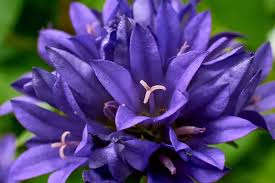 Attēlu rezultāti vaicājumam “Campanula glomerata leaf”