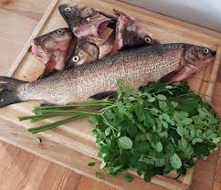 Image result for Coregonus clupeaformis