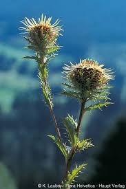 Attēlu rezultāti vaicājumam “Carlina vulgaris”