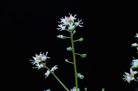 Attēlu rezultāti vaicājumam “Circaea alpina flower”