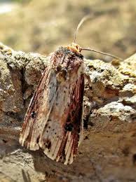 Attēlu rezultāti vaicājumam “Axylia putris”