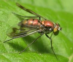 Attēlu rezultāti vaicājumam “Dolichopodidae”