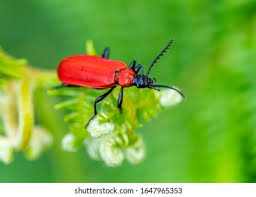 Attēlu rezultāti vaicājumam “Pyrochroa coccinea”