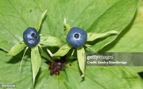 Attēlu rezultāti vaicājumam “Paris quadrifolia fruit”