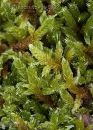 Attēlu rezultāti vaicājumam “Harpanthus flotovianus”