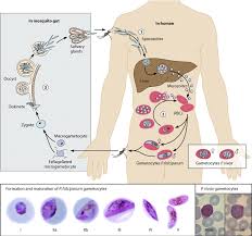Attēlu rezultāti vaicājumam “undetermined plasmodium”