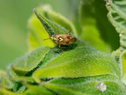 Attēlu rezultāti vaicājumam “Lygus pratensis imago”