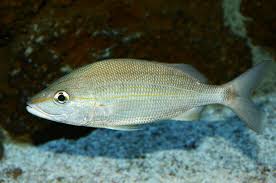 Image result for Haemulon aurolineatum