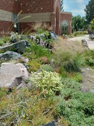 Image result for selvatici tehron