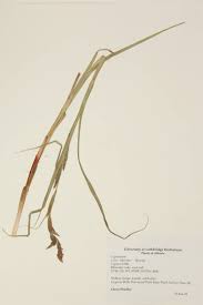 Attēlu rezultāti vaicājumam “Carex atherodes”