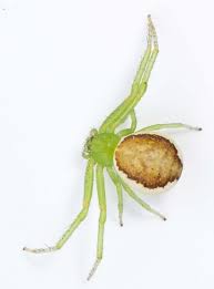 Attēlu rezultāti vaicājumam “Diaea dorsata female”