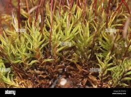 Attēlu rezultāti vaicājumam “Barbula unguiculata”