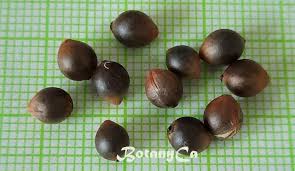 Attēlu rezultāti vaicājumam “Daphne mezereum fruit”