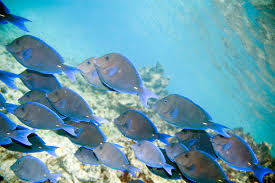 Image result for Acanthurus coeruleus