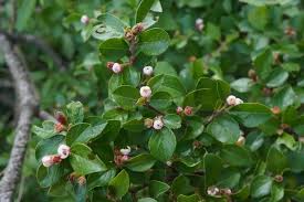 Attēlu rezultāti vaicājumam “Cotoneaster divaricatus”