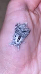 Attēlu rezultāti vaicājumam “Lasiocampidae”