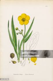 Attēlu rezultāti vaicājumam “Ranunculus lingua flower”