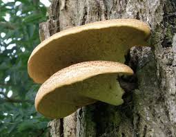 Attēlu rezultāti vaicājumam “Polyporus squamosus”