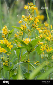 Attēlu rezultāti vaicājumam “Lysimachia vulgaris flower”