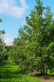 Attēlu rezultāti vaicājumam “Alnus glutinosa”