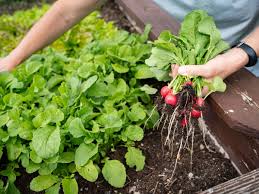 Image result for Radieschen