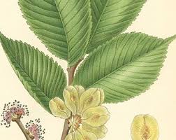 Attēlu rezultāti vaicājumam “Ulmus glabra flower”