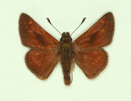 Attēlu rezultāti vaicājumam “Ochlodes sylvanus male”