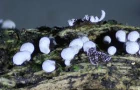 Attēlu rezultāti vaicājumam “Physarum diderma”