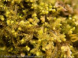 Attēlu rezultāti vaicājumam “Blepharostoma trichophyllum”