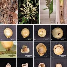 Attēlu rezultāti vaicājumam “Campyliadelphus elodes”