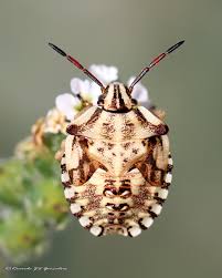 Attēlu rezultāti vaicājumam “Carpocoris sp. nymph”