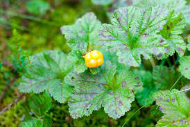 Attēlu rezultāti vaicājumam “Rubus chamaemorus leaf”