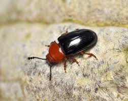 Attēlu rezultāti vaicājumam “Triplax russica”