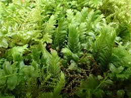 Attēlu rezultāti vaicājumam “Fissidens adianthoides”